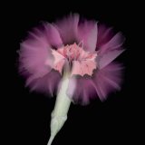 Dianthus #33 - Details