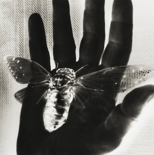 Untitled (Cicada) - Details