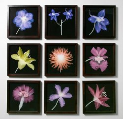 Works from the Flower Cabinet series<br> installed at England & Co, 2009 - image Works from the Flower Cabinet series<br> installed at England & Co, 2009 - image