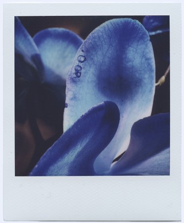 Now We Are Blue vii - Details