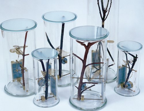 Group of Insect Specimens - Details
