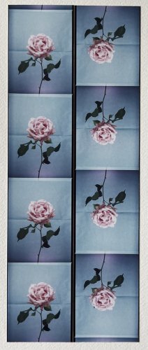 Blue Moon Rose - Details