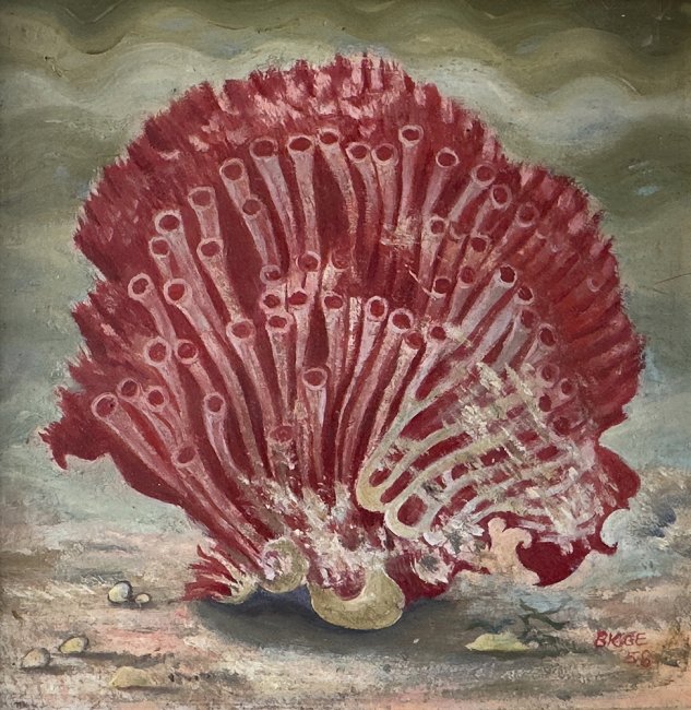 Coral - Details