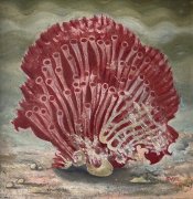 Coral - Details