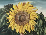 Sunflower - Details