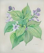 Funkia - Details