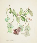 Cobea scandans - Details