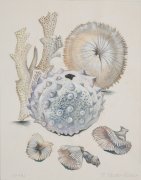 Coral - Details