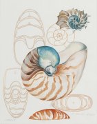 Shells - Details